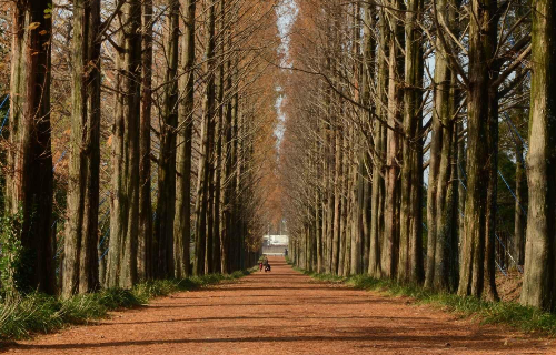 메타세쿼이아길