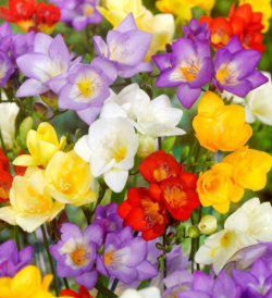 프리지아 색깔별 꽃말