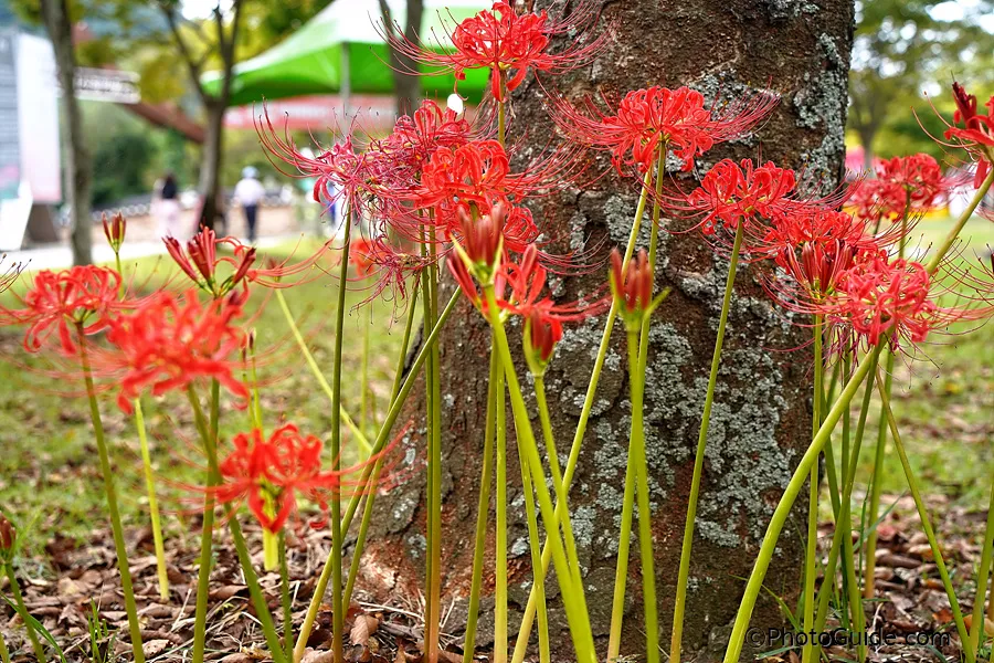 영광-불갑사-상사화-축제