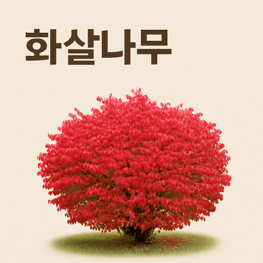 화살나무, 가을 정원을 불태우는 단풍 관목의 매력