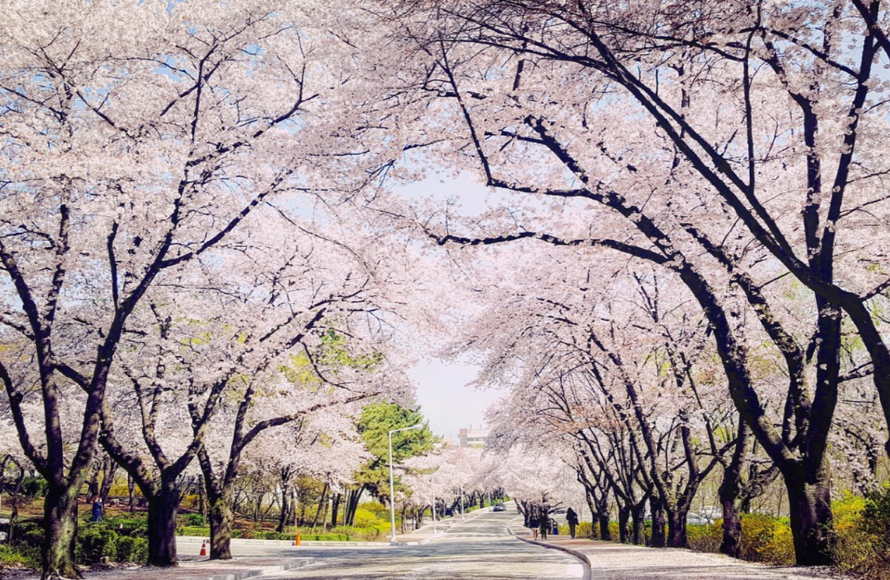 벚꽃 길 관련 사진