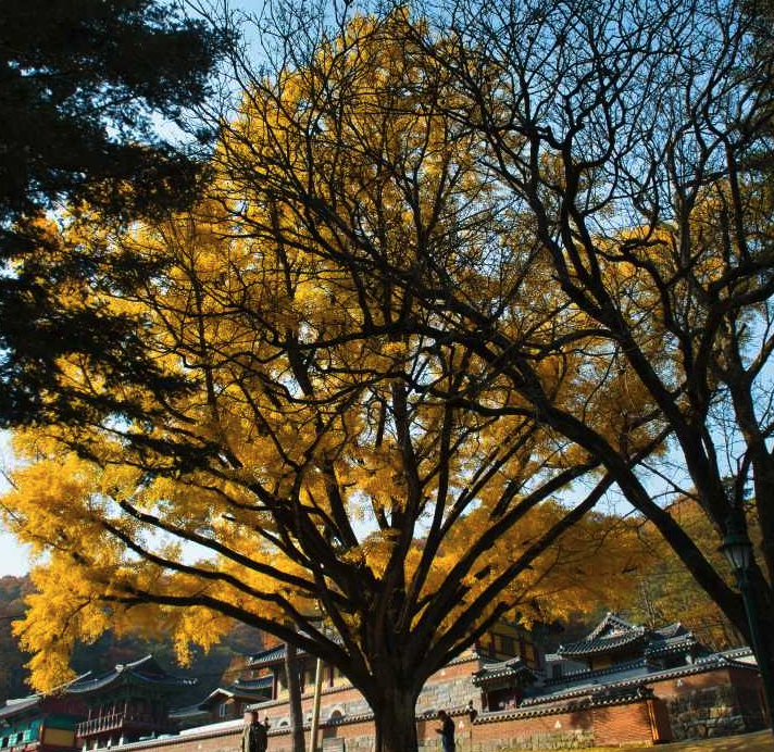 치악산 등산코스&amp;#44; 지도&amp;#44; 추천 등 3분 총정리