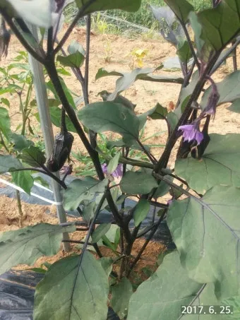 가지 재배 순 지르기 착과 관리 고온 대책_7