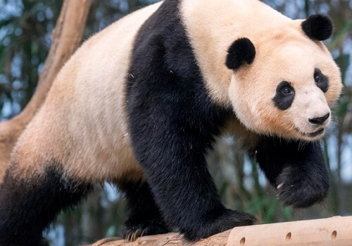 판다월드 푸바오 큐패스 예약하기 (최신판)