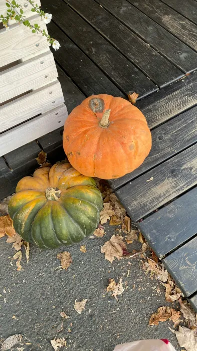 주황색-늙은-호박