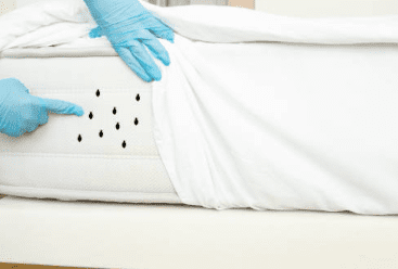 빈대 물린자국 빈대 퇴치법 퇴치제 살충제