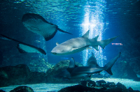 서울 가볼만한 곳 코엑스아쿠아리움