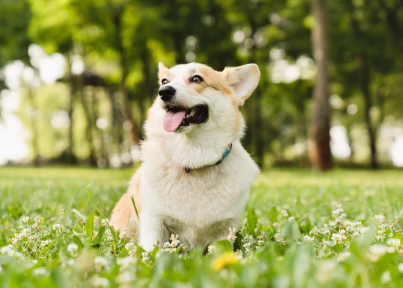 신나게 웃는 코기.