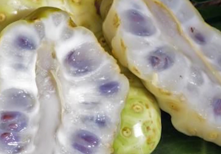 노니 효능 부작용