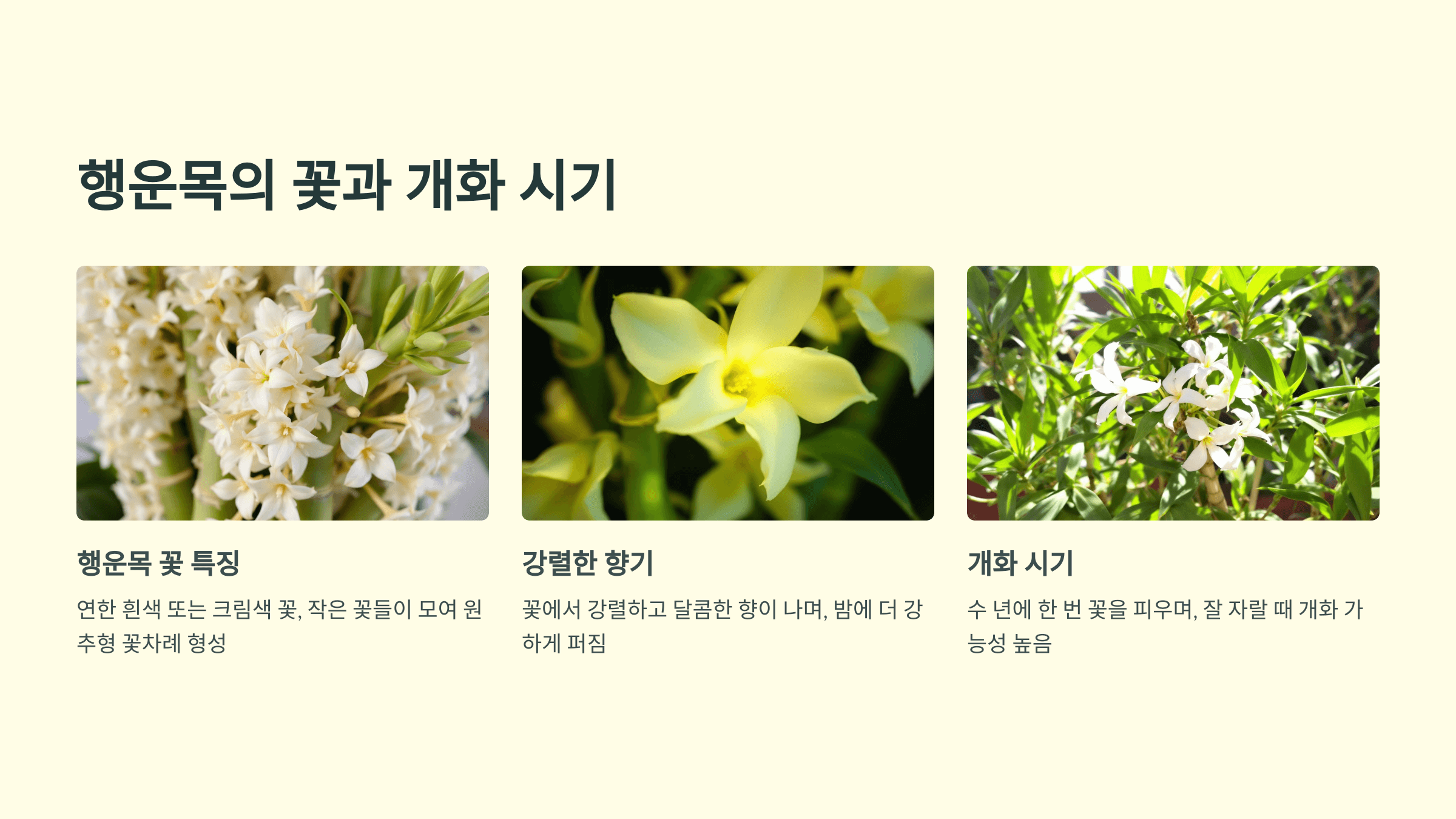 행운목과 관련된 사진입니다.