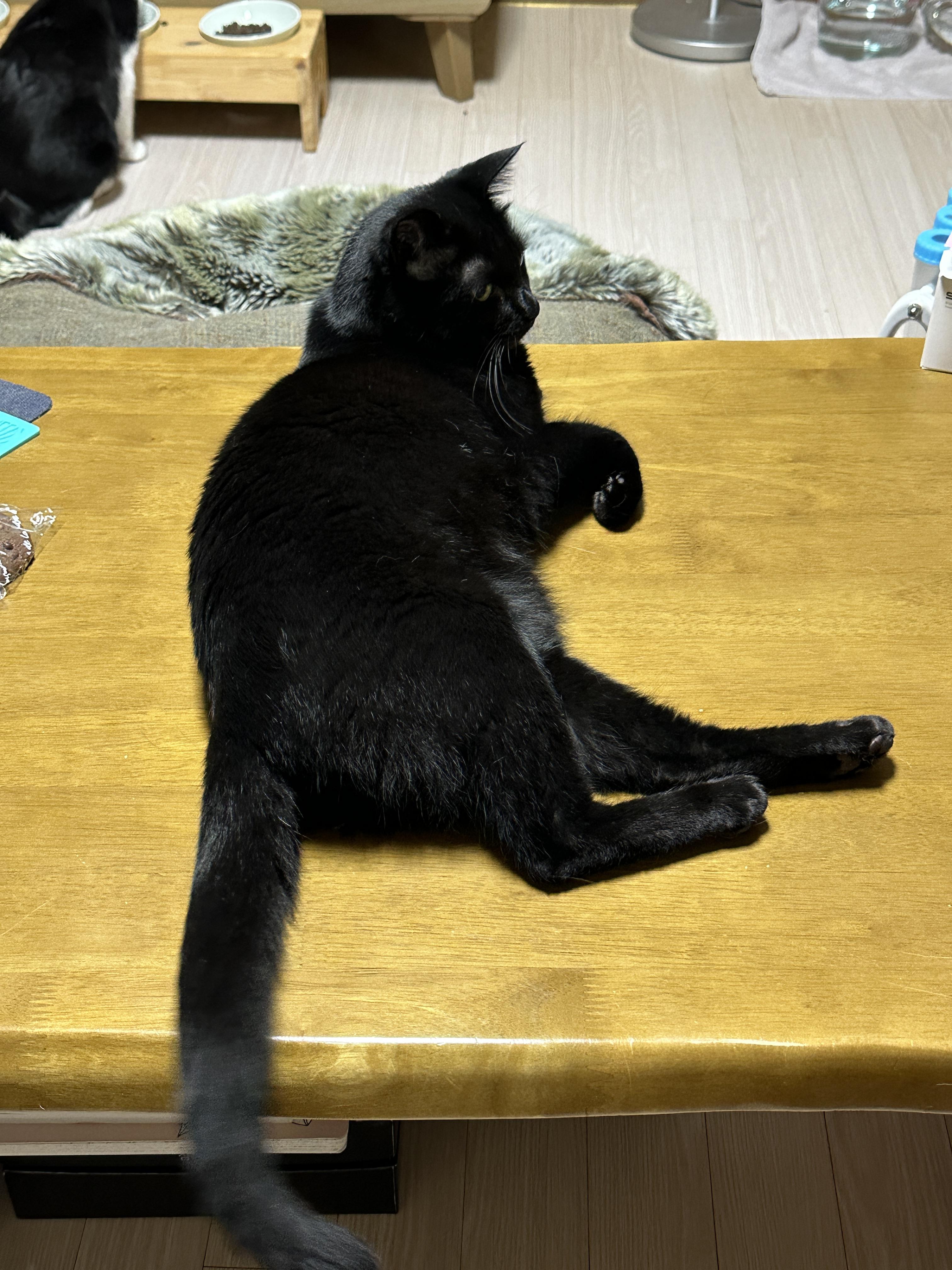 테이블_위에_누워있는_올블랙고양이_건이