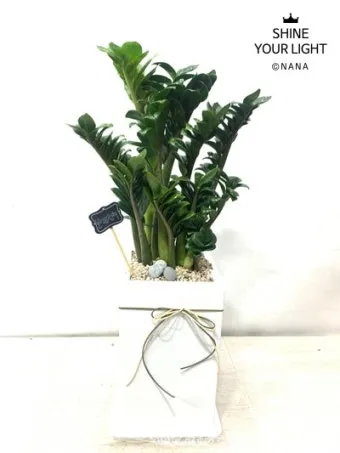 보석금전수 물주기 키우기 잎꽂이 꽃 노란잎 관리 재물운_8