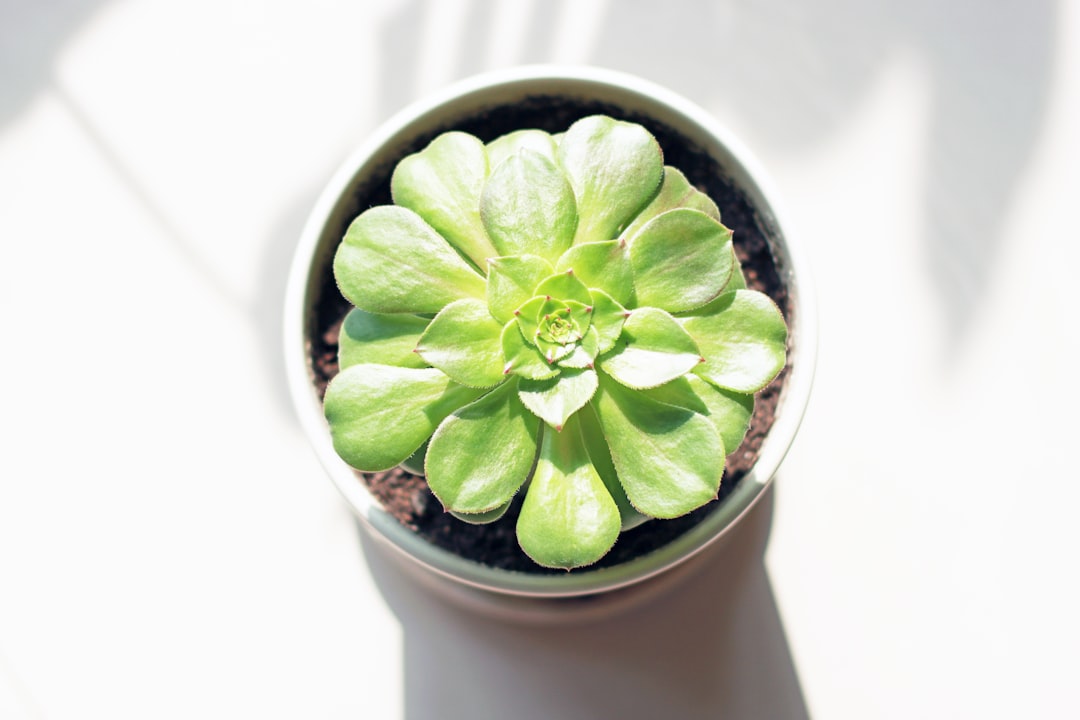Plant.