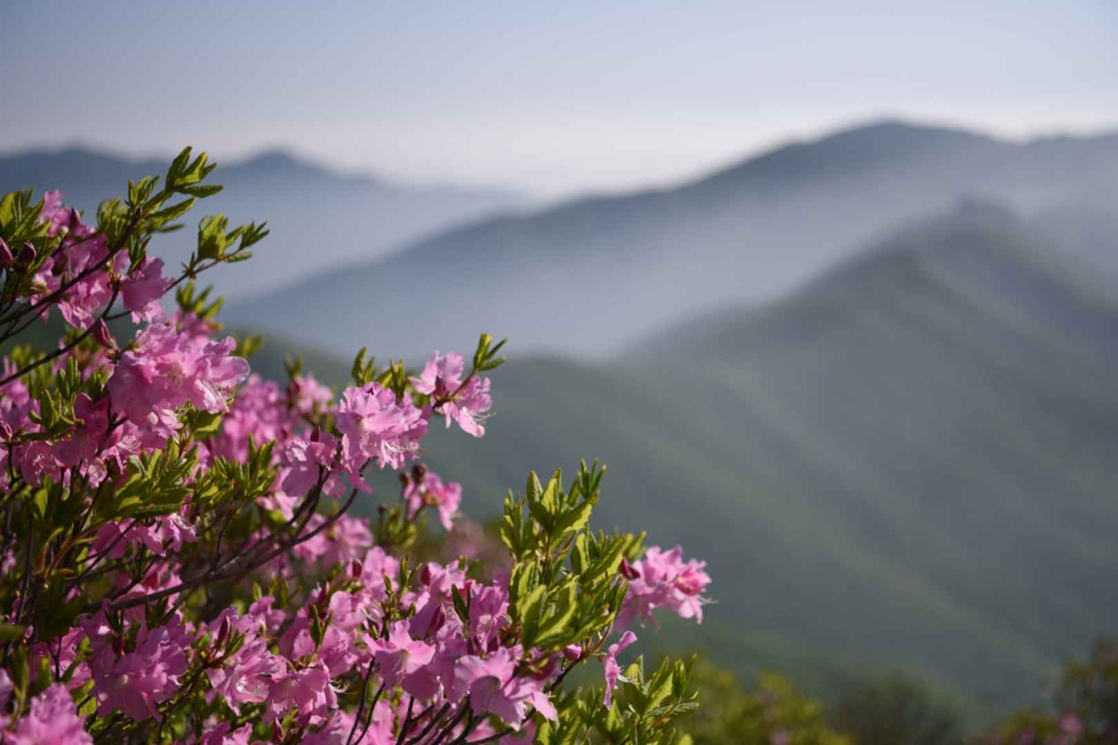 영주 소백산철쭉제