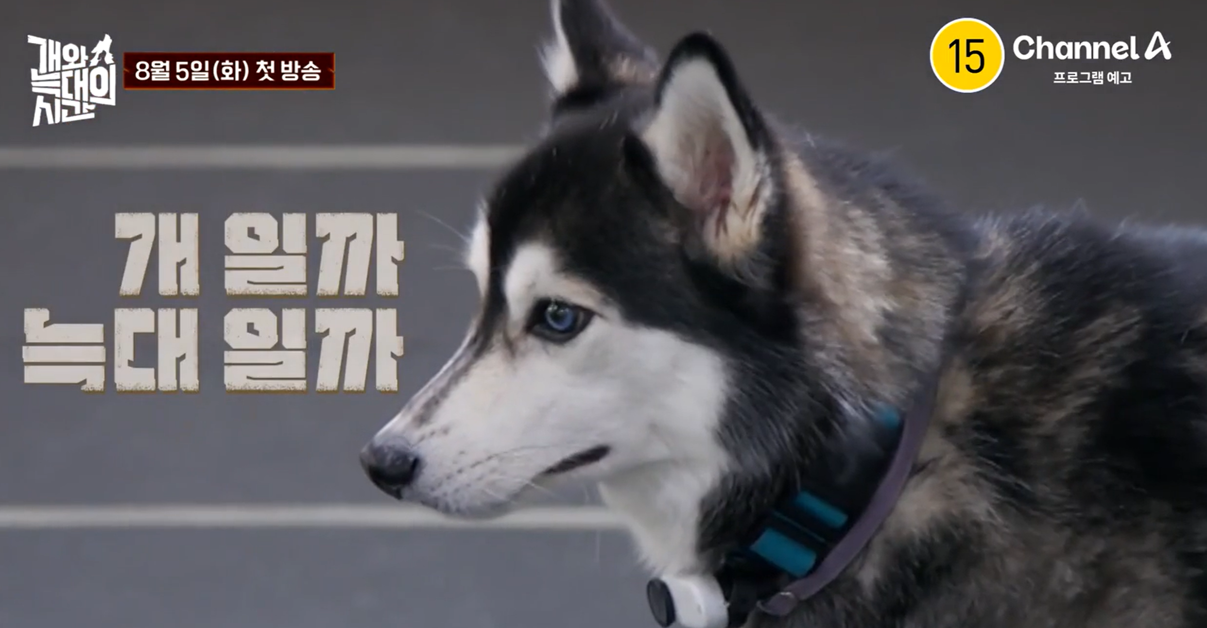 개와 늑대의 시간