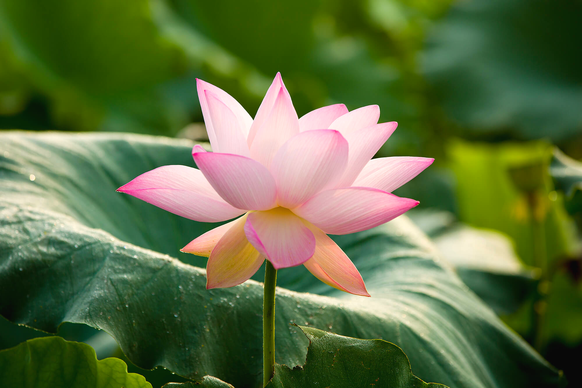 시흥 관곡지 연꽃테마파크 연꽃2