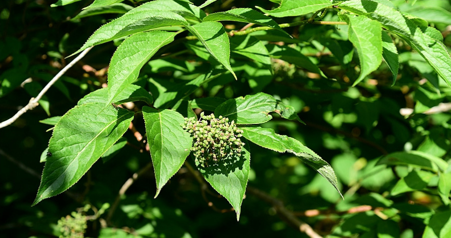 야생에서 잘 자라고 있는 지렁쿠나무의 꽃과 잎, 줄기를 확대를 하여 찍은 사진