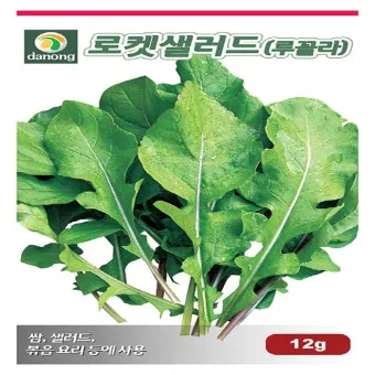 루콜라 재배 직파 심기 통풍 관리 초기 생육_12