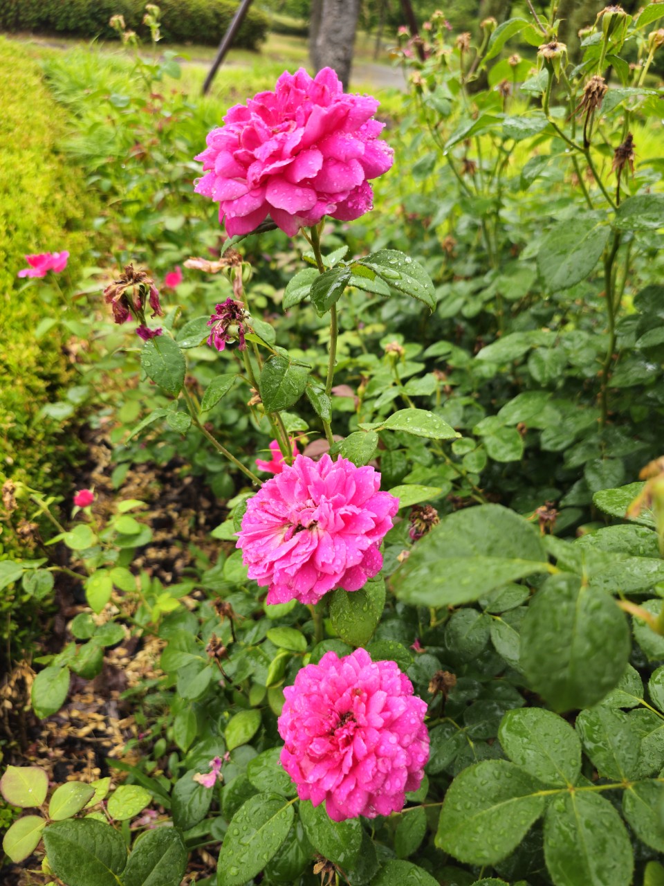 직업재활센터 운영 선진국 모델