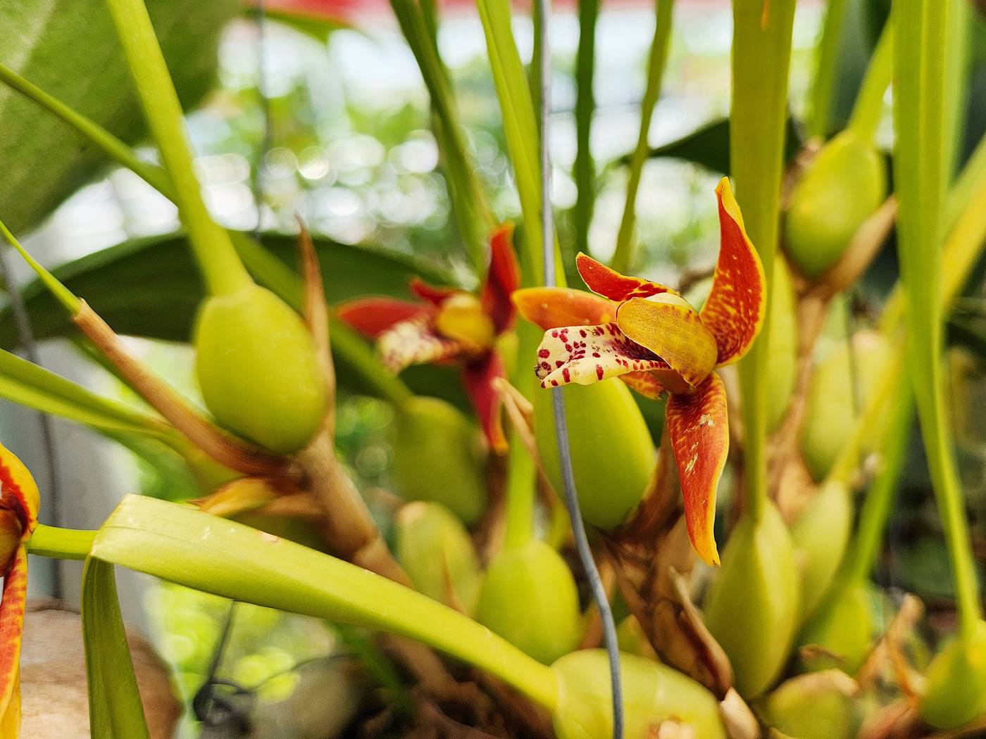 막실라리아 Maxillaria