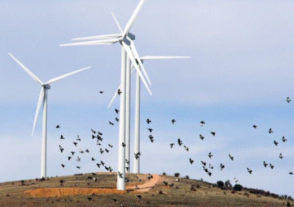 버드 스트라이크 사진