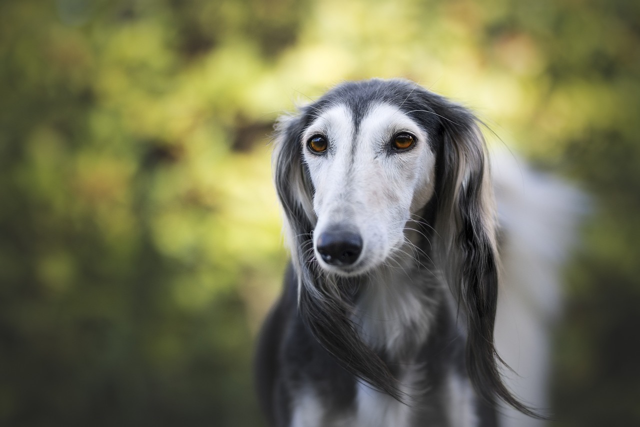 살루키(Saluki)3