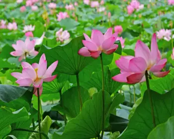 세미원 연꽃축제35