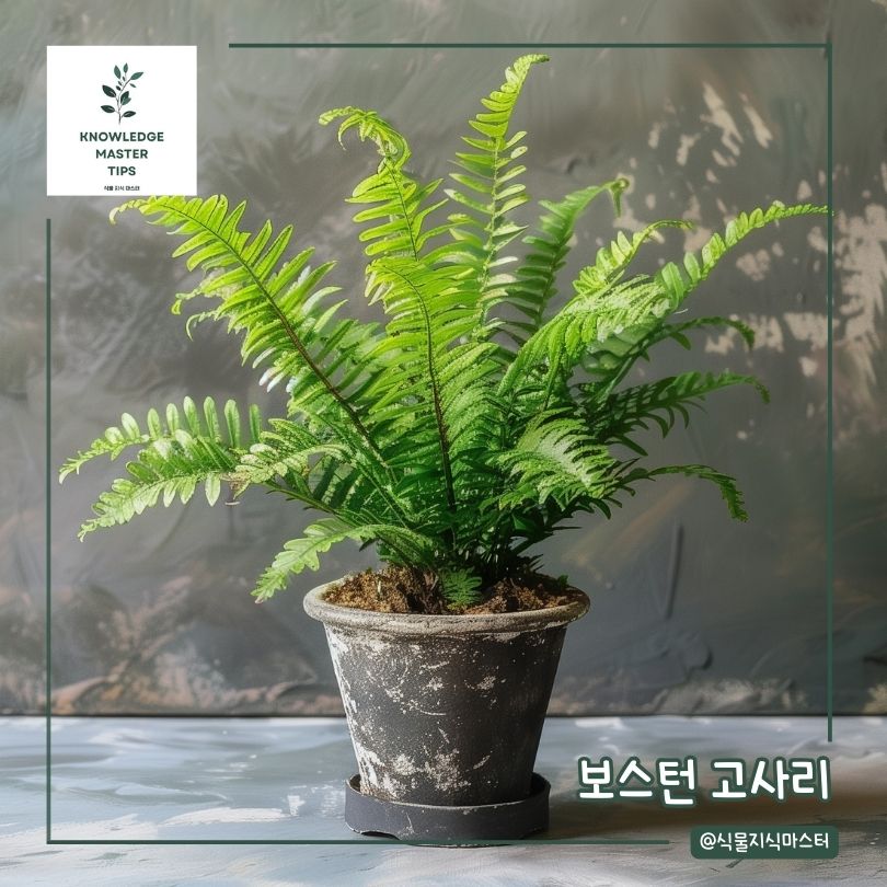 습기 제거 식물 - 보스턴 고사리