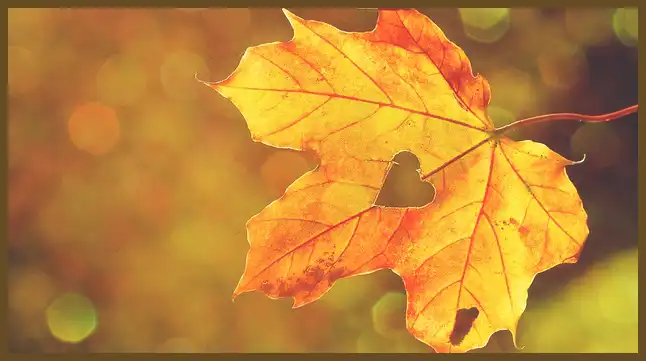 서울 근교 단풍 명소 (지금이 단풍 절정시기)