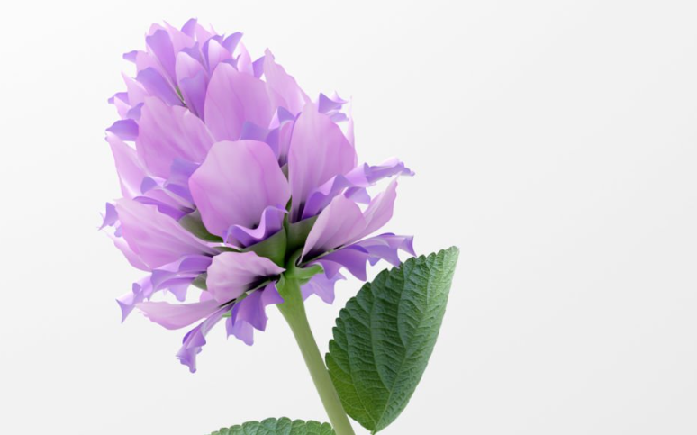 레티놀 성분 꽃 사진