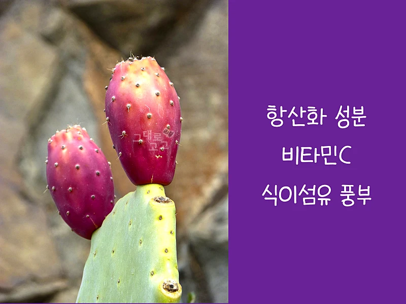 백년초 성분