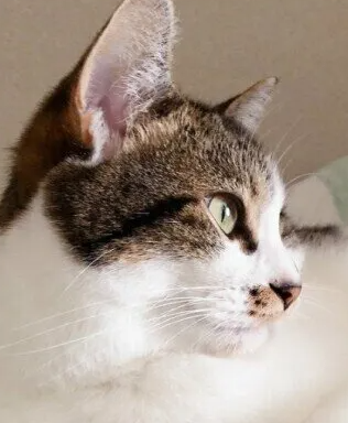 고양이 화장실 안심하고 사용할 수 있도록! 주인이 유념해야 할 행동