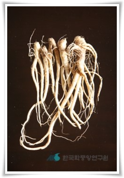 &quot;도라지 꽃과 도라지&quot; 아름다운 꽃과 건강한 뿌리를 품은 자연의 선물!