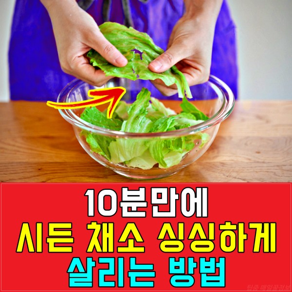 시든 상추 살리는방법, 시든 채소 싱싱하게, 얼음물 양상추, 팁줌 매일꿀정보