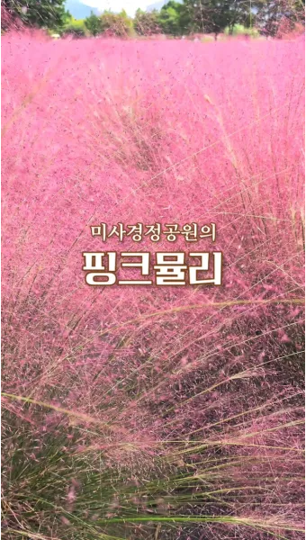 평택 바람새마을 핑크뮬리 가을 여행 인생샷 명소 추천으로 안내_8