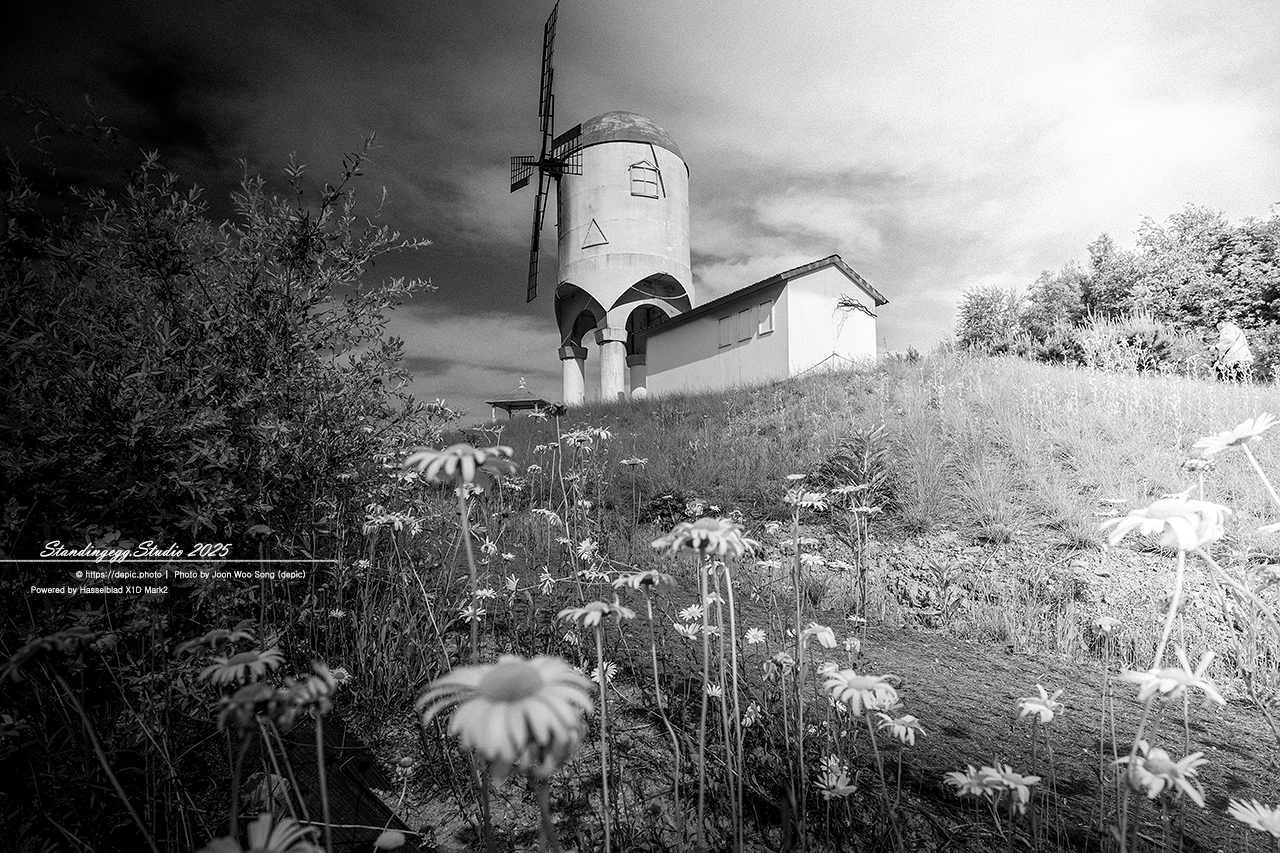 #황화코스모스 #코스모스 #엠플레이파크 #풍차 #꽃 #태안 #샤스타데이지