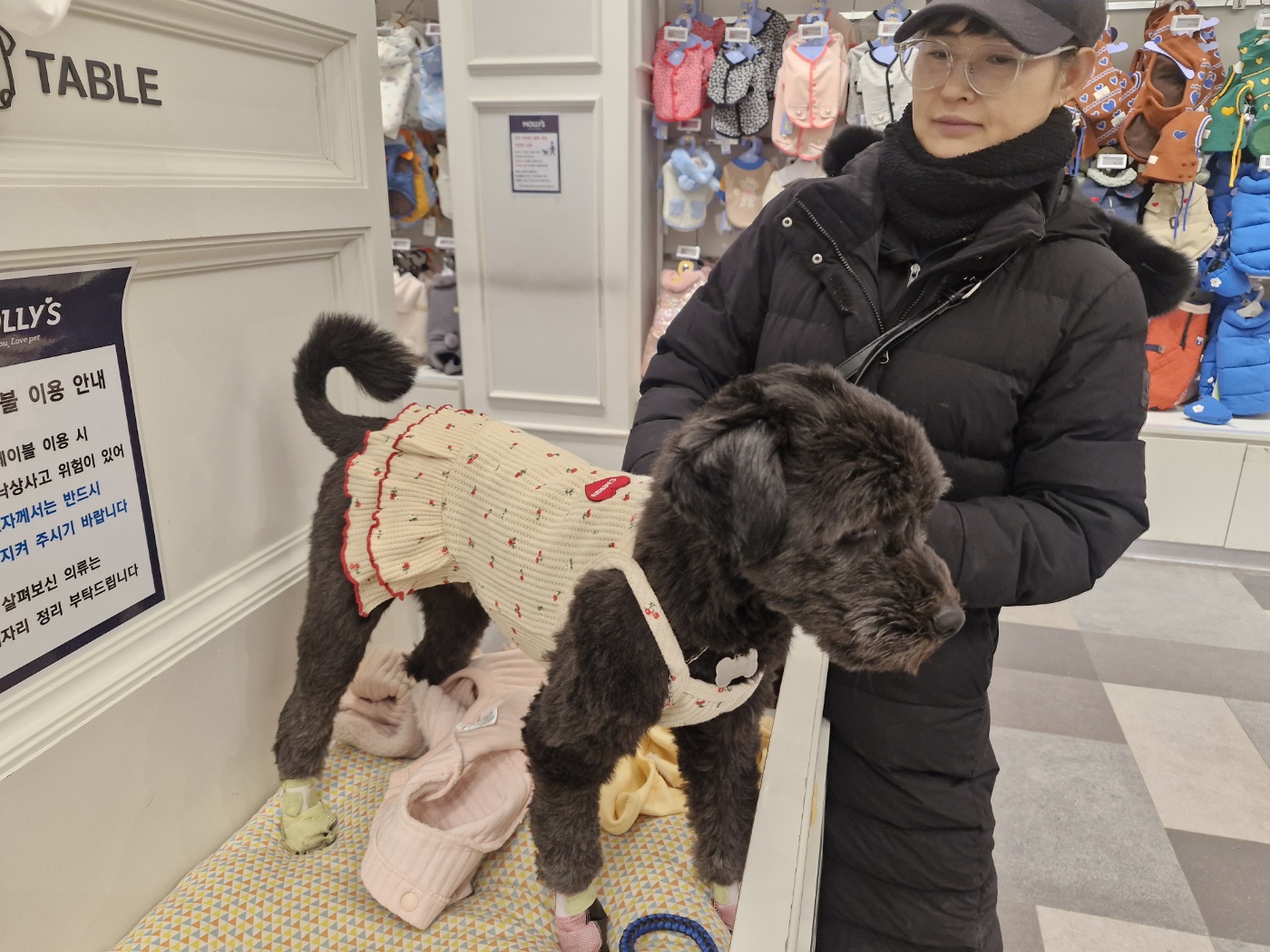 강아지 침대&amp;#44;쇼파에서 땅파기행동하는 진짜이유 7가지