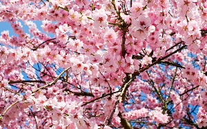 2025 개화 시기별 벚꽃명소 추천