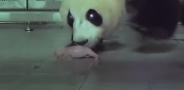 푸바오 탄생