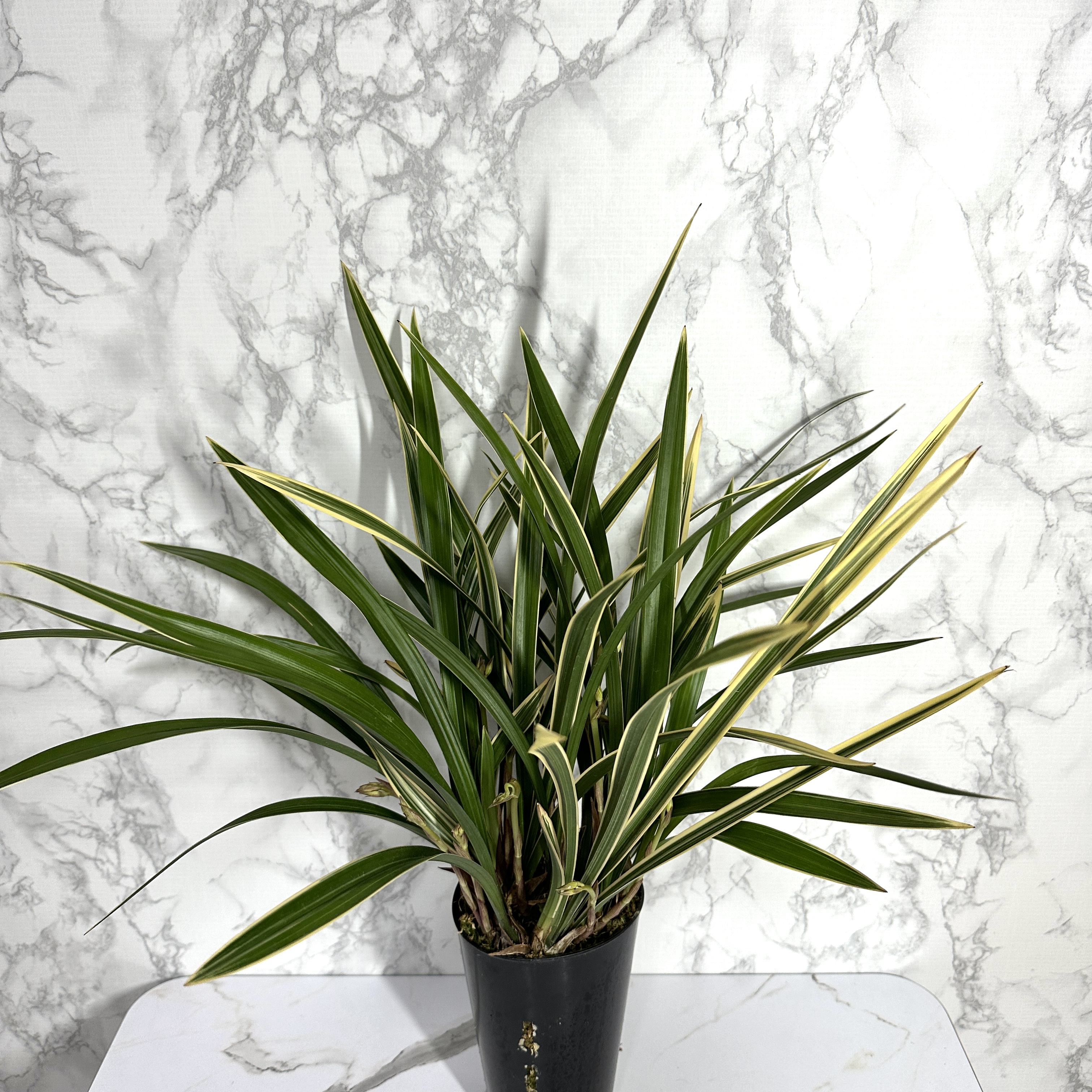 난 물주는 주기 동양란 물주기