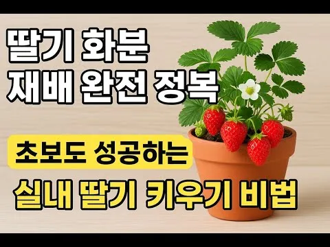 딸기 키우기 물주기 수경재배 비료관리 햇빛배치 실내 재배 팁_3