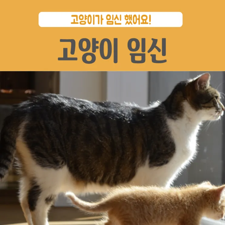 고양이 임신 기간 주기 가능나이 배모양_4