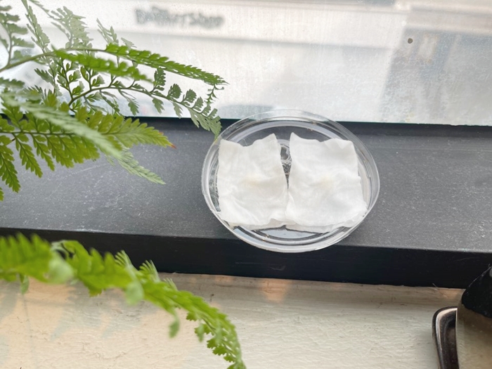 천혜향씨앗-발아시키는중