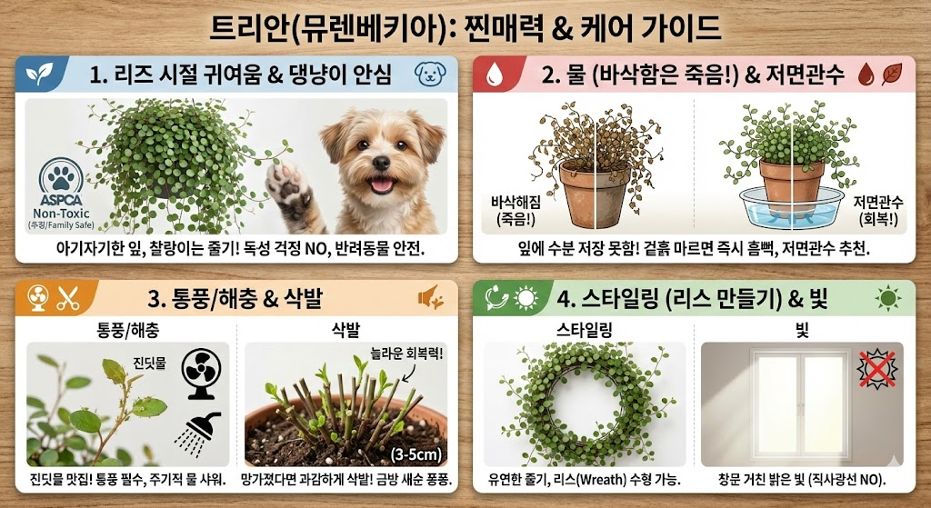 뮤렌베키아 키우기