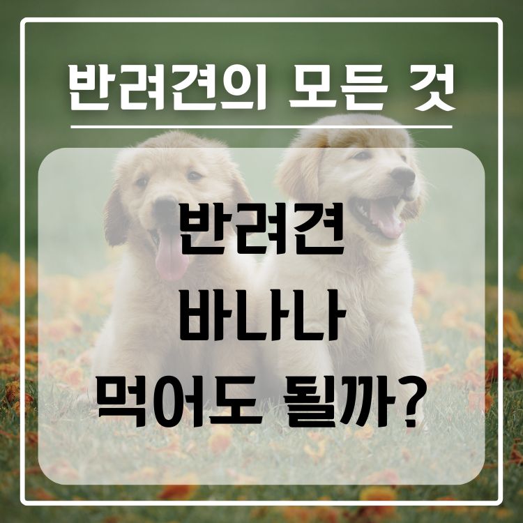 반려견 바나나 급여 가능 여부, 적정량, 주의점 총정리