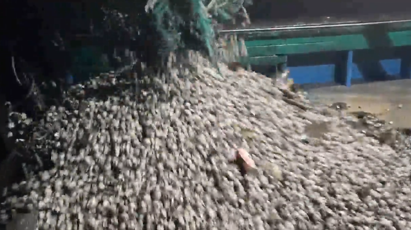 생방송투데이 꼬막 전남 보성 벌교꼬막