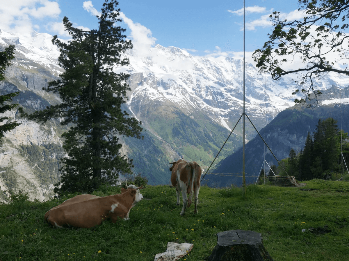 해외여행 와이파이 도시락 단점