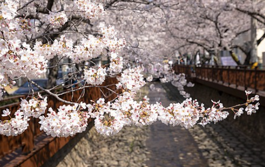 벚꽃 개화시기 2025