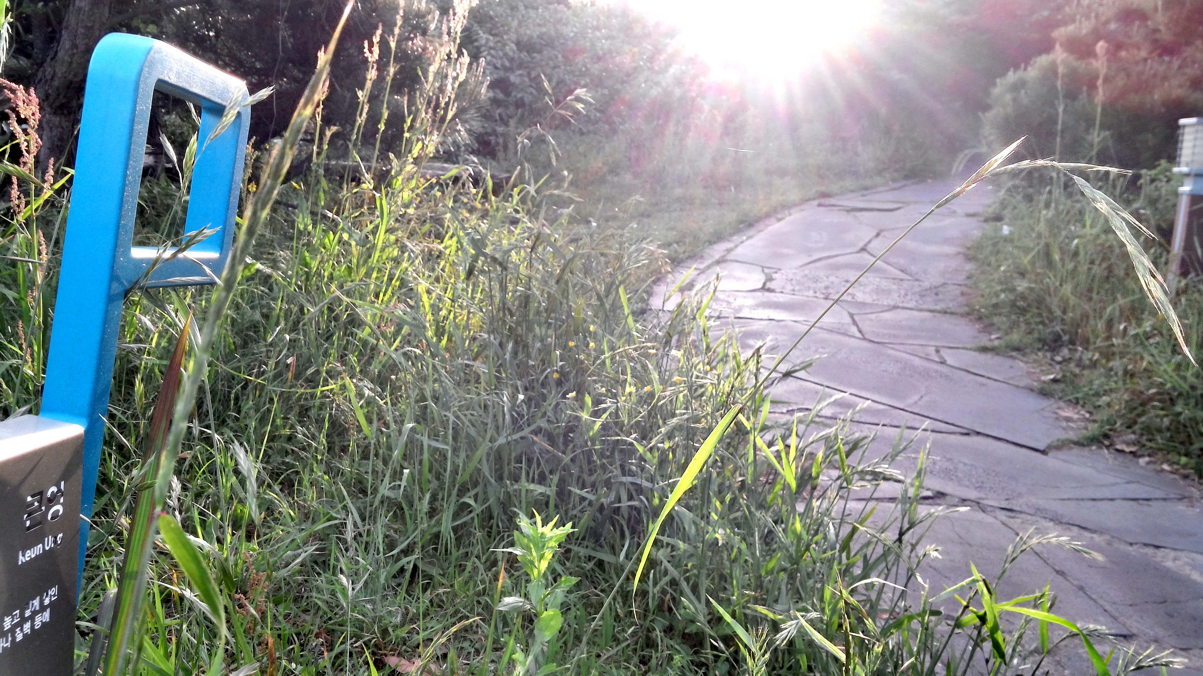 제주남원 신그물 큰엉 위미동백군락지 조배머들코지