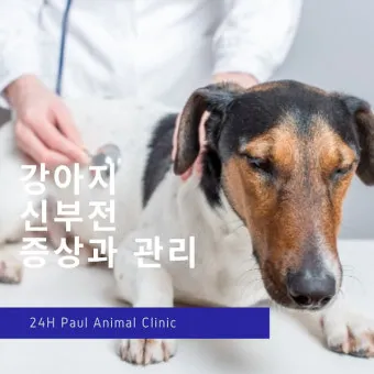 강아지 신부전에 좋은 음식 추천_21